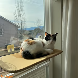 Furongpet™Foldable Cat Hammock Suction Cup Cat Hammock