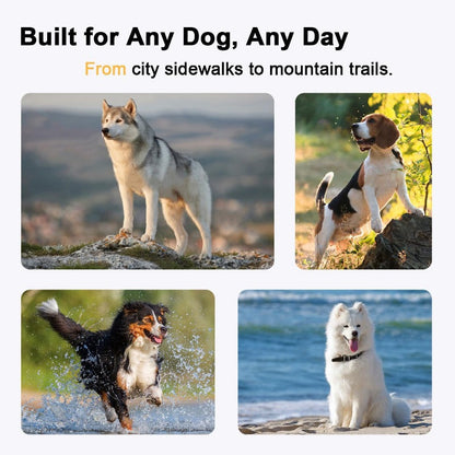 Night Safety Reflective Dog Harness & Leash Walking Kit