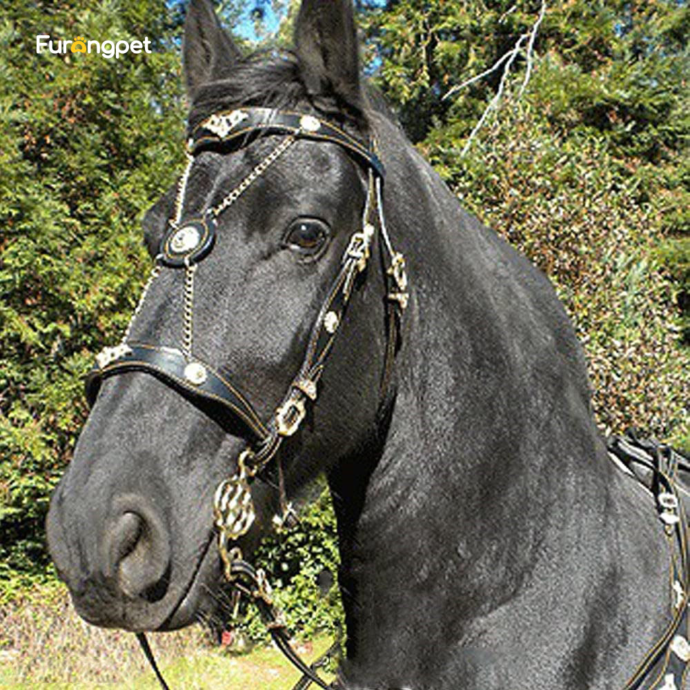 Adjustable Leather Horse Halter with Metal Buckle