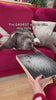 Furongpet™ Dog Nail Scratch Board: The easiest and stress-free way to trim dog nails. Video showing a dog scratching a board to file its nails safely without clippers.