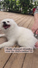 Furongpet Pet Dematting Comb in action: Easily removing matted fur from a fluffy white dog. Professional grooming tool for painless deshedding and detangling.