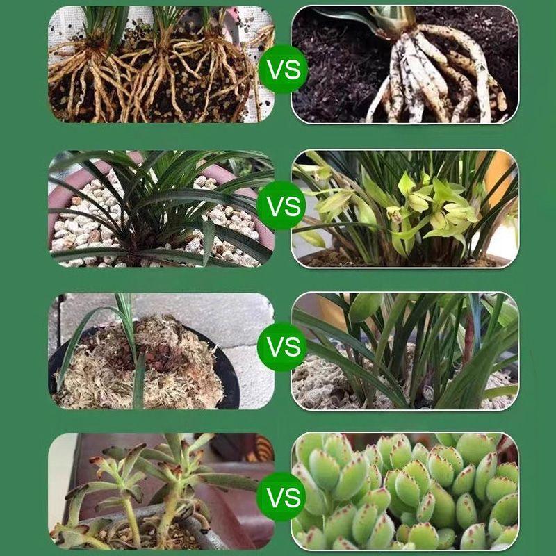 Comparison image showing different indoor plants, root health, foliage, and succulent growth, used for home gardening and care.